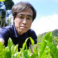 オーガニック茶葉使用の農薬不使用ほうじ茶ティーバッグ４袋　（2.5ｇ10包入×4袋） ★送料当社負担 （2.5ｇ×10包入)×4袋 お茶/緑茶通販