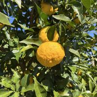 ゆず酢 ゆず果汁100% 280ml 栽培期間中農薬不使用 | 果物/果物の加工品