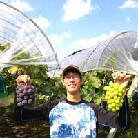 訳ありピオーネ4kg箱 4kg 果物/ぶどう通販