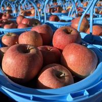 長野県 五輪久保産  紅玉 5kg25玉 5kg 果物/りんご通販