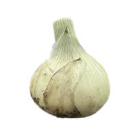 淡路島産 玉ねぎ 農薬不使用 2.5kg 2.5kg 野菜/玉ねぎ通販