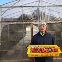 【希少あまりん】小粒たっぷり１Kg 朝採れ🍓 1箱(1Kg) 果物/いちご通販