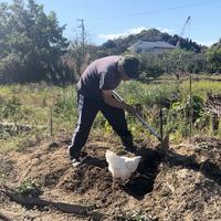 採りたて新鮮！ 【放し飼い卵40個】瀬戸内海の島‟薬膳と果実を配合”したえさで育ったもみじのたまご　4０個【36個+割れ保障4個】 鶏卵４０個（１０個×４パック） 卵/鶏卵通販