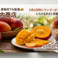 【宮崎県産】摘果マンゴー小サイズ 13kg（送料込み）4/1収穫・明日発送！ 宮崎マンゴーミニ ｜ 果物/マンゴー 産直アウル 農家・漁師など生産者