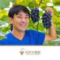 A-1 花笑み農園　岡山の『オーロラブラック』1kg（2房）【9/10～順次発送】 １ｋｇ（２房入り） 果物/ぶどう通販