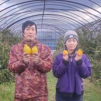 島根県出雲市産 藤稔&シャインマスカット（約500g×2房） ｜ 果物