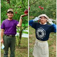 家庭用のりんご🍎サンふじ🍎大玉～中玉サイズ14玉入り ｜ 果物