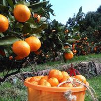 上尚みかん畑🍊のご紹介 | 有田市 | 産直アウル 農家から直接