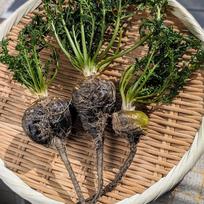 【バード】山梨マカ葉パウダー 30g×15 山梨マカ葉パウダー 30g：山梨県産の野菜｜食べチョク｜産地直送