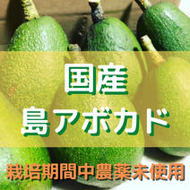 【堀江様専用】アボカドの詰め合わせ 2kg 果物や野菜などのお取り寄せ宅配食材通販産地直送アウル