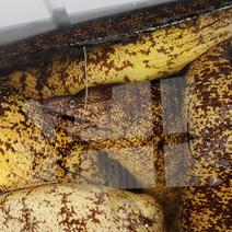 専用出品！アカハタ&ウツボセット ウツボ　アカハタ 果物や野菜などのお取り寄せ宅配食材通販産地直送アウル