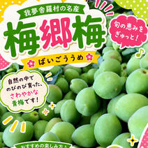 その他青梅の産地直送食材一覧（通販・お取り寄せ）-産直アウル
