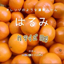 はるみ  家庭用 Mサイズ 約5kg 箱込み約5kg 果物や野菜などのお取り寄せ宅配食材通販産地直送アウル