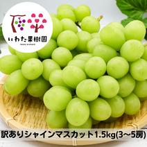 【訳あり】山形県高畠町産シャインマスカット約1.5キロ シャインマスカット約1.5キロ(３～5房) 果物や野菜などのお取り寄せ宅配食材通販産地直送アウル