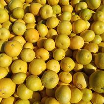 文旦・晩白柚（果物＞オレンジ・その他みかん）の産地直送商品一覧