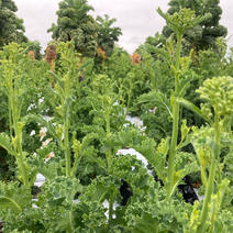菜の花の産地直送食材一覧（通販・お取り寄せ）-産直アウル