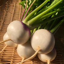 三浦産！あやめ雪カブ1kg 約1kg 果物や野菜などのお取り寄せ宅配食材通販産地直送アウル
