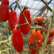 てんとうむしのイタリアントマト4.5キログラム 4.5キログラム 果物や野菜などのお取り寄せ宅配食材通販産地直送アウル