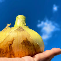 淡路島新玉ねぎ　スイートオニオン　5kg 5kg 果物や野菜などのお取り寄せ宅配食材通販産地直送アウル