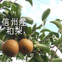 【信州産和梨】幸水 2箱縛り 幸水梨3kgL12玉2箱縛り 果物や野菜などのお取り寄せ宅配食材通販産地直送アウル