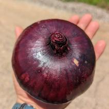【訳あり！特大玉ねぎ】ケルたまルビー　10kg 訳あり赤玉ねぎ10kg 果物や野菜などのお取り寄せ宅配食材通販産地直送アウル