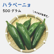 ハラペーニョ 約500g 宮崎産 フレッシュ 収穫後農園から直送 約500g 果物や野菜などのお取り寄せ宅配食材通販産地直送アウル