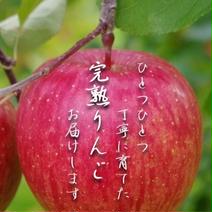 1番人気！サンフジ家庭用　5kg 家庭用5kg 果物や野菜などのお取り寄せ宅配食材通販産地直送アウル