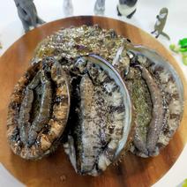 永幸丸の超天然！活き活きアワビさん！ 1kg 2-5個 果物や野菜などのお取り寄せ宅配食材通販産地直送アウル