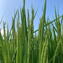 【いのちの壱】精米9kg☆新米☆令和6年産 白米9kg 果物や野菜などのお取り寄せ宅配食材通販産地直送アウル