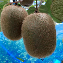 キウイフルーツ（果物）の産地直送商品一覧（通販・お取り寄せ