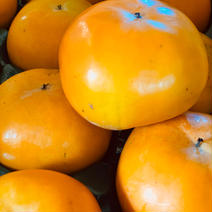 伊豆柿　2Lサイズ12個入り 2.5kg 果物や野菜などのお取り寄せ宅配食材通販産地直送アウル