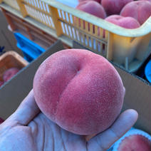 なつっこ　A品　5-9玉 1.8kg 果物や野菜などのお取り寄せ宅配食材通販産地直送アウル