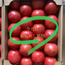 山口秋穂トマト　お試し価格　送料込み！残り7箱 山口秋穂トマト(４ｋｇ箱満杯) 果物や野菜などのお取り寄せ宅配食材通販産地直送アウル