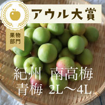 【4kg】青梅　南高梅 青梅【4kg】 果物や野菜などのお取り寄せ宅配食材通販産地直送アウル