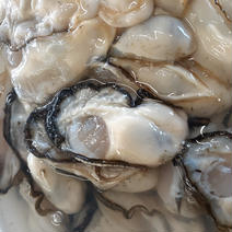 味わい濃厚な｢湖白牡蠣」2年もの500×2 500×２ 果物や野菜などのお取り寄せ宅配食材通販産地直送アウル