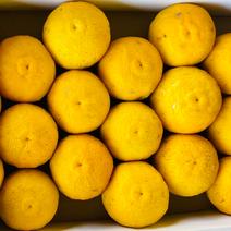 ゆず・柚子の産地直送食材一覧（通販・お取り寄せ）-産直アウル