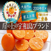 【日テレDayDay話題沸騰】果汁溢れる濃厚ジューシーみかん🍊傾斜35度の崖上で収穫される希少な宇和島ブランドみかん2025年2月中旬発送【お得な大容量約3kg】 ブランドみかん大容量約3kg 果物や野菜などのお取り寄せ宅配食材通販産地直送アウル