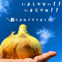 【送料割引中】【新玉ねぎ】淡路島スイートオニオン2.5kg　おまけ増量 2.5キロ 果物や野菜などのお取り寄せ宅配食材通販産地直送アウル