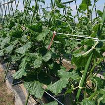 ちょっぴり変わったサラダセット①(ラストm(_ _)m) 約1.5kg 果物や野菜などのお取り寄せ宅配食材通販産地直送アウル