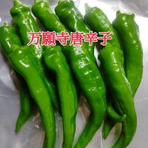 万願寺唐辛子　800g クール　800g ["東吾妻町", "産地詳細"] 通販