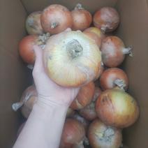 青森県産タマネギ10キロ 10kg 果物や野菜などのお取り寄せ宅配食材通販産地直送アウル