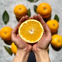 八朔 5kg【クセになるほろ苦さと爽快食感】 八朔 5kg 果物や野菜などのお取り寄せ宅配食材通販産地直送アウル