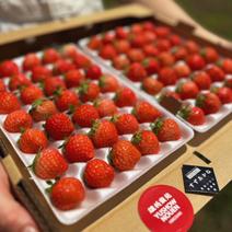 朝採れ当日発送！35玉4パック！夏秋いちご　青森県産　すずあかね　苺　夏いちご 35玉4パック 果物や野菜などのお取り寄せ宅配食材通販産地直送アウル