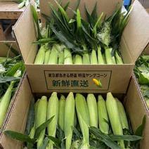 ヤングコーンの産地直送商品一覧（通販・お取り寄せ）-産直アウル