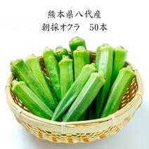 熊本県八代産　朝採おくら　５０本 おくら　５０本 果物や野菜などのお取り寄せ宅配食材通販産地直送アウル