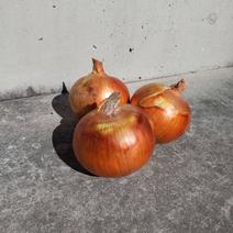 1点限り！　淡路島　南あわじ市産玉ねぎ　大玉　１０ｋｇ　農家直送品　便利な保存ネット付 １０ｋｇ　保存ネット付 果物や野菜などのお取り寄せ宅配食材通販産地直送アウル