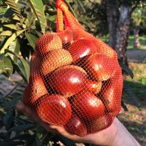 栗（果物）の産地直送商品一覧（通販・お取り寄せ）-産直アウル