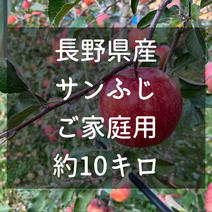 長野県松本産　りんご【サンふじ】　ご家庭用約10キロ（24〜32玉程） 約10キロ（24〜32玉程） 果物や野菜などのお取り寄せ宅配食材通販産地直送アウル