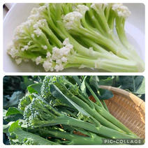スティックセニョール・カリフローレ詰め合わせ 合計2キロ 果物や野菜などのお取り寄せ宅配食材通販産地直送アウル