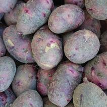 残りわずか📦️60ｻｲｽﾞ(🥔特大~中ｻｲｽﾞ)グラウンドペチカ 約1.8kg 果物や野菜などのお取り寄せ宅配食材通販産地直送アウル